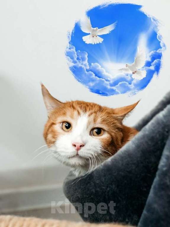 Кошки в Москве: У рыжего котика Ориона умерли хозяева Мальчик, 1 руб. - фото 5