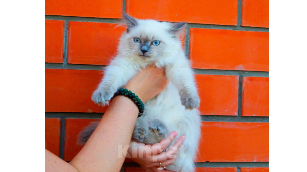 Кошки в Краснодаре: Котята Невская маскарадная кошечка котик пушистые блю поинт окрас Девочка, 17 000 руб. - фото 1
