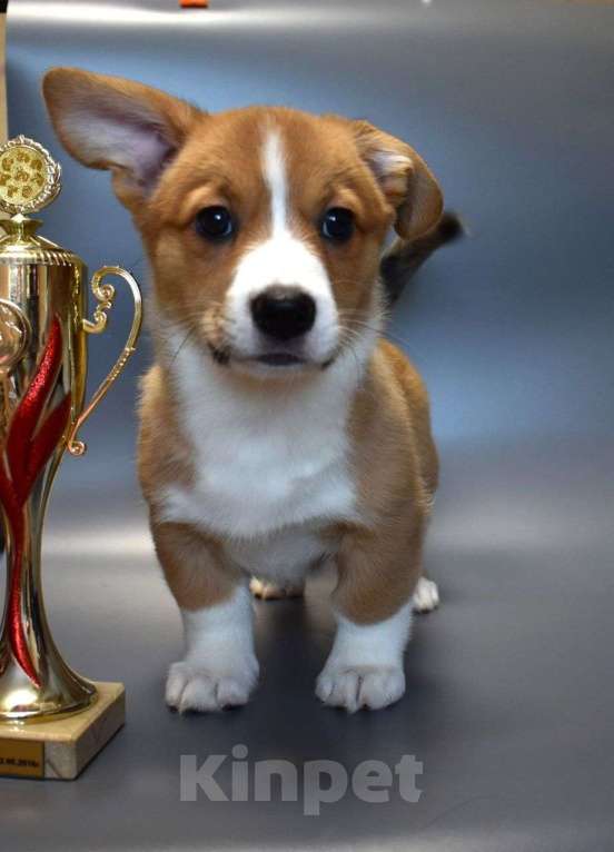 Собаки в Воронеже: Щенки корги кардиган Девочка, Бесплатно - фото 2