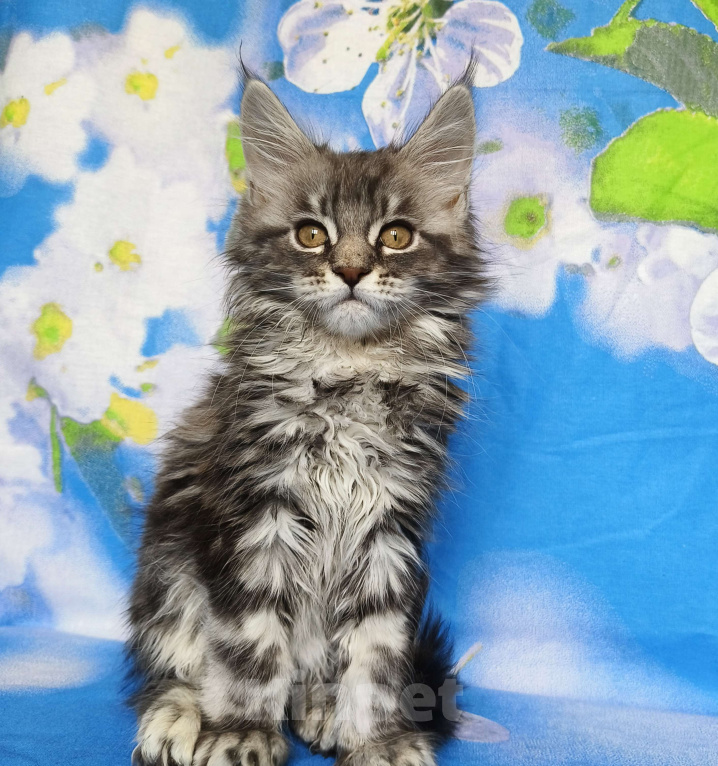 Кошки в Москве: Котёнок Мейн Кун Девочка из питомника Девочка, 50 000 руб. - фото 1