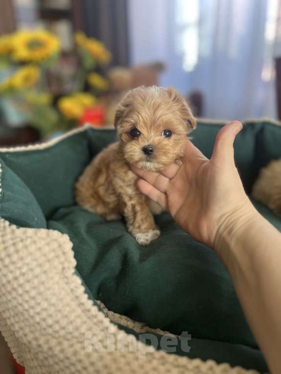 Собаки в других городах Московской области: Мальтипу f1 Мальчик, 150 000 руб. - фото 1