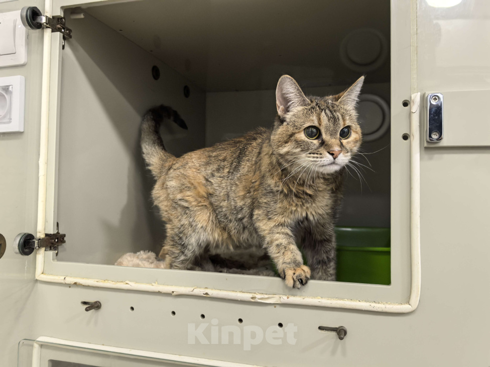 Кошки в Москве: Мася Девочка, Бесплатно - фото 3