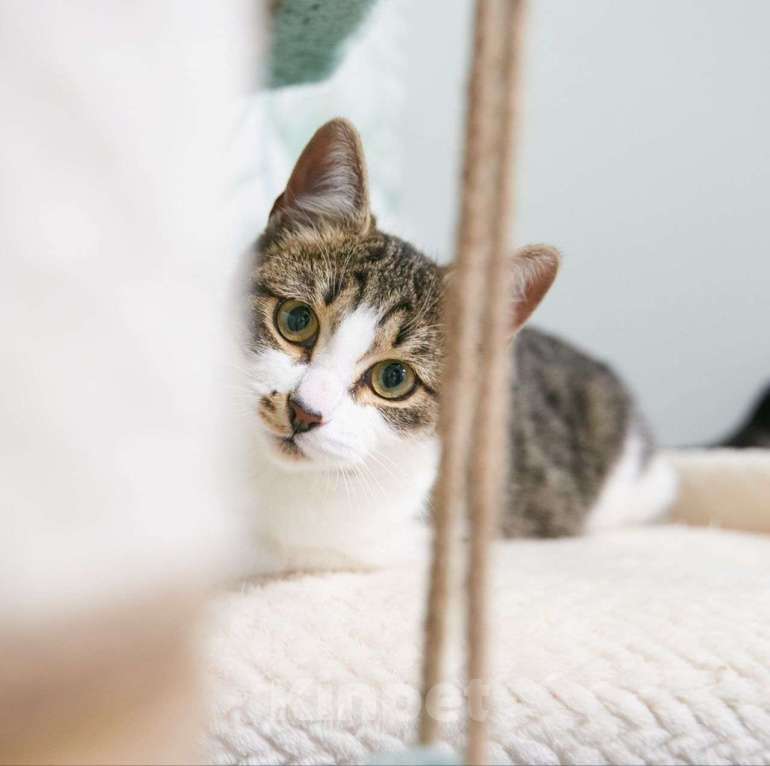 Кошки в Москве: Самый ласковый на свете котенок в поисках своей семьи! Мальчик, Бесплатно - фото 5