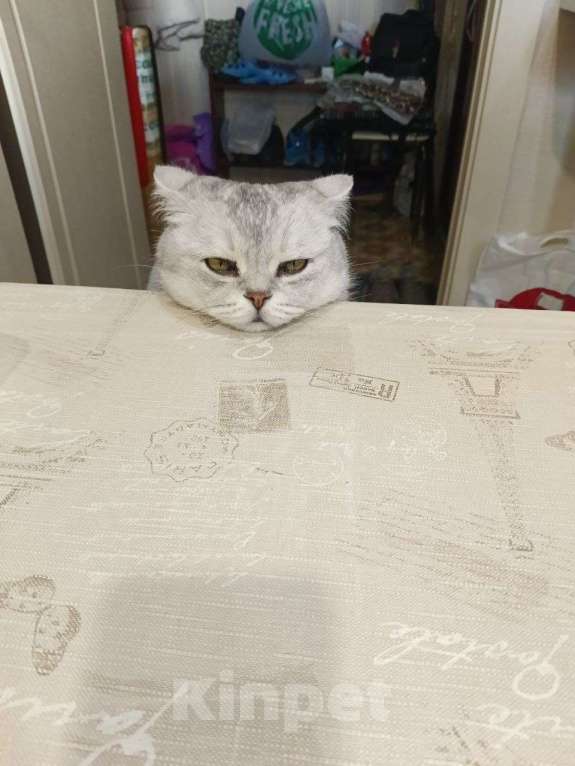 Кошки в Казани: Британский короткошерстный кот Мальчик, 5 000 руб. - фото 6