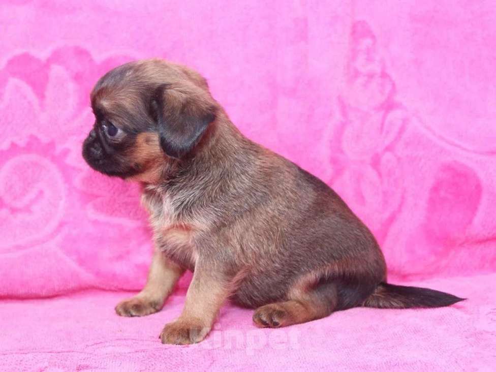 Собаки в Санкт-Петербурге: Очаровашка Девочка, 80 000 руб. - фото 8