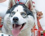 Собаки в Санкт-Петербурге: Кобель хаски для вязки Мальчик, 5 000 руб. - фото 7