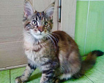 Кошки в Арзамасе: Мейн-кун котята, 8 000 руб. - фото 5