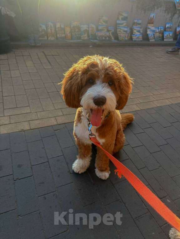 Собаки в Сочи: Вязка самого красивого лабрадудля 2025 года Мальчик, 150 000 руб. - фото 7