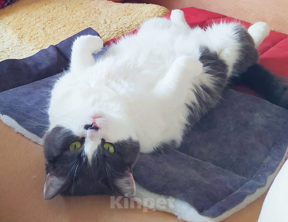 Кошки в других городах Владимирской области: Кошка в добрые руки Девочка, Бесплатно - фото 3