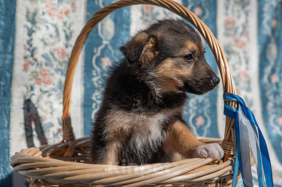 Собаки в Москве: Щенок 2х месяцев Бим в добрые руки Мальчик, Бесплатно - фото 3