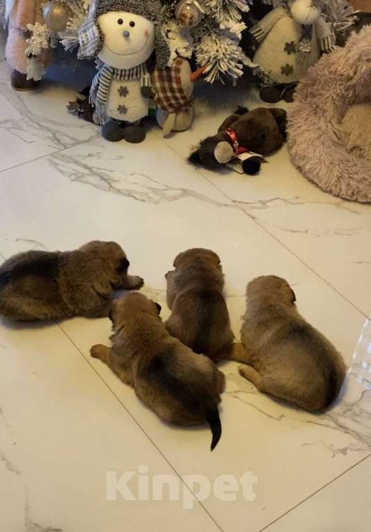 Собаки в других городах Московской области: Малыши в добрые руки. Очень милый Девочка, Бесплатно - фото 2