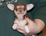 Собаки в Москве: 👍Шоколадная курносая чихуахуа Девочка, 85 000 руб. - фото 4