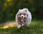 Собаки в Ярославле: Кобель шпиц мраморного окраса Мальчик, 40 000 руб. - фото 3