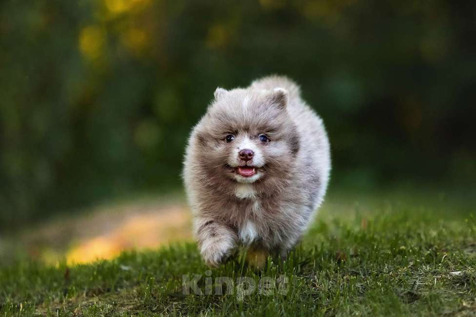 Собаки в Ярославле: Кобель шпиц мраморного окраса Мальчик, 40 000 руб. - фото 3