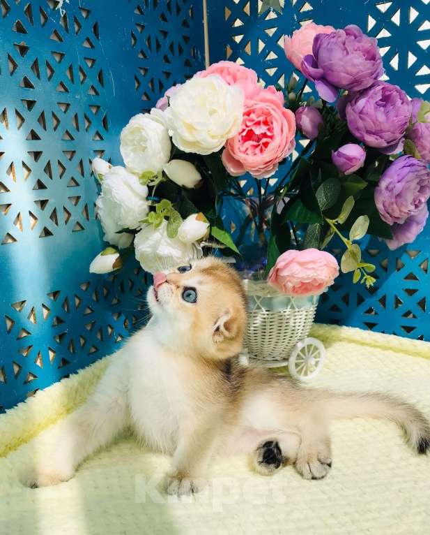 Кошки в Санкт-Петербурге: золотая шиншила Девочка, 40 000 руб. - фото 4