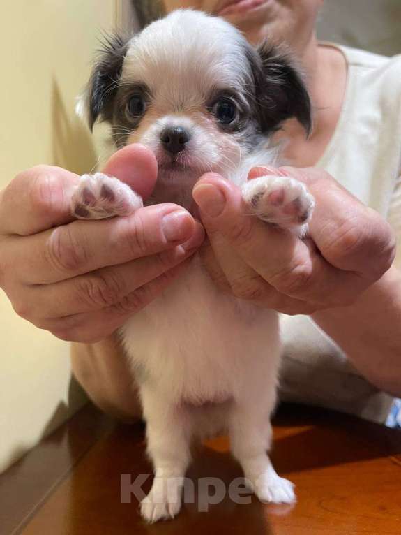 Собаки в других городах Московской области: Элитный щенок ЧихуахуаРФК из питомника Девочка, 100 000 руб. - фото 4