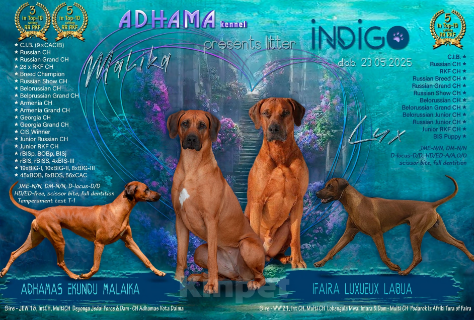 Собаки в Санкт-Петербурге: Родезийский риджбек щенок девочка. Породный питомник Девочка, 40 000 руб. - фото 6