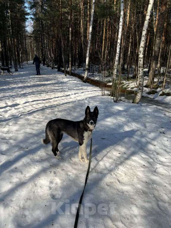Собаки в Санкт-Петербурге: Щенок в добрые руки Девочка, Бесплатно - фото 4