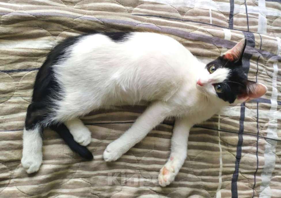 Кошки в Москве: Хелло, Китти! Котенок в добрые руки.  Девочка, Бесплатно - фото 6