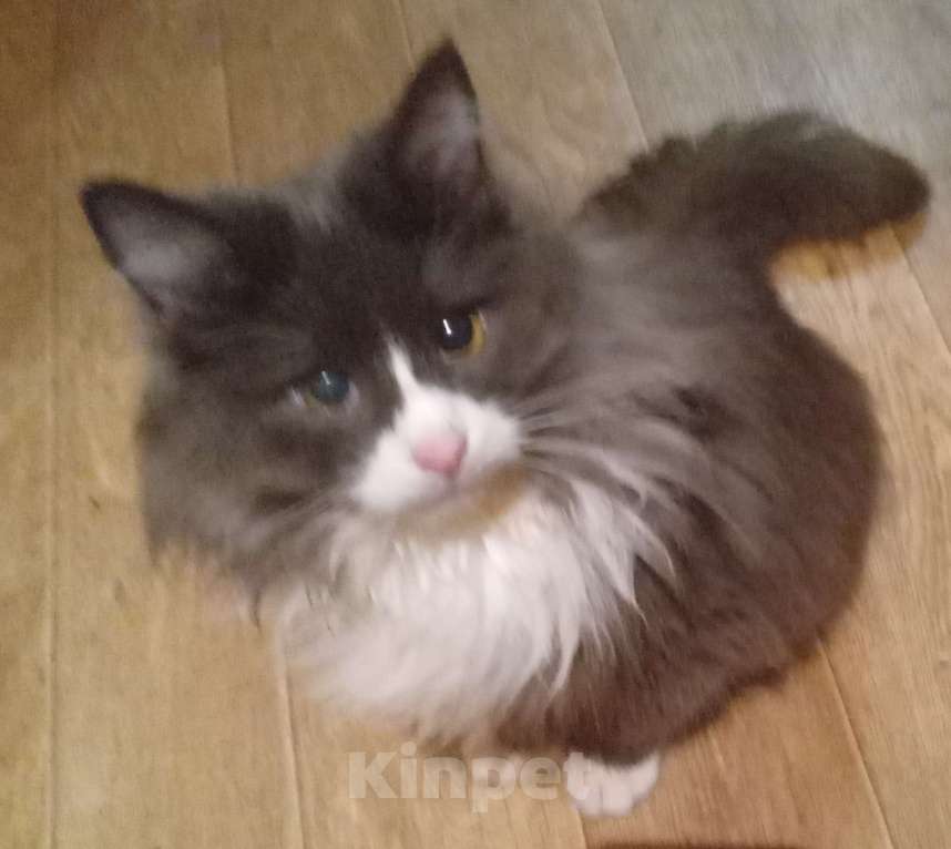 Кошки в Москве: Серый с белым сибирский котик Мальчик, Бесплатно - фото 7