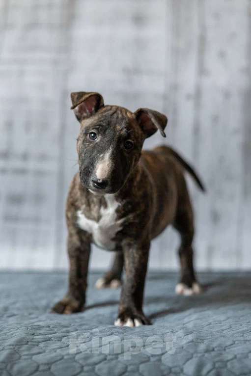 Собаки в Москве: Бультерьер стандартный, щенок Девочка, Бесплатно - фото 2