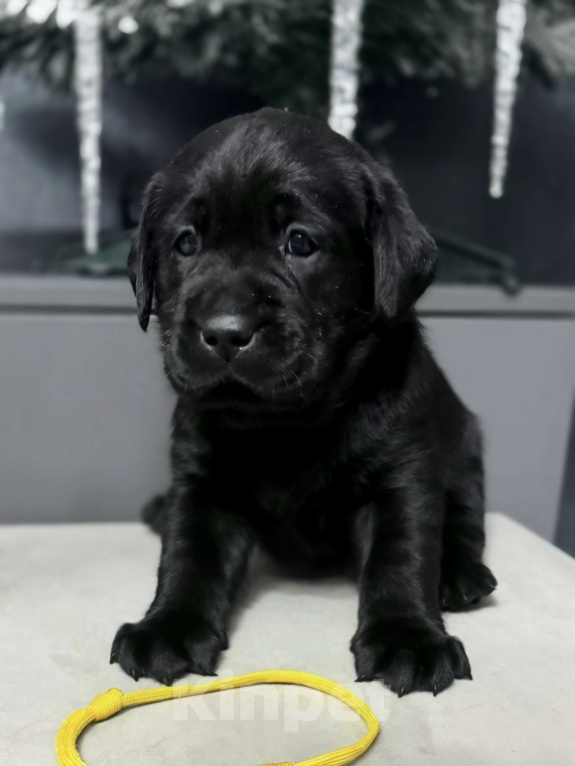 Собаки в Жуковском: Щенок лабрадора, РКФ Девочка, 65 000 руб. - фото 2