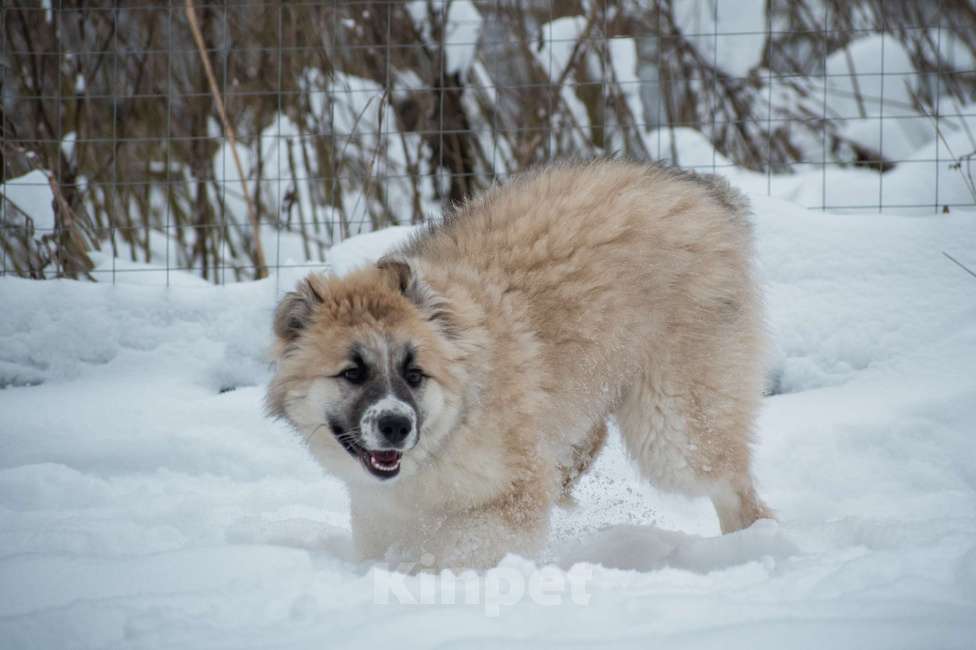 Собаки в Москве: Малышке Мали очень нужен дом  Девочка, Бесплатно - фото 4