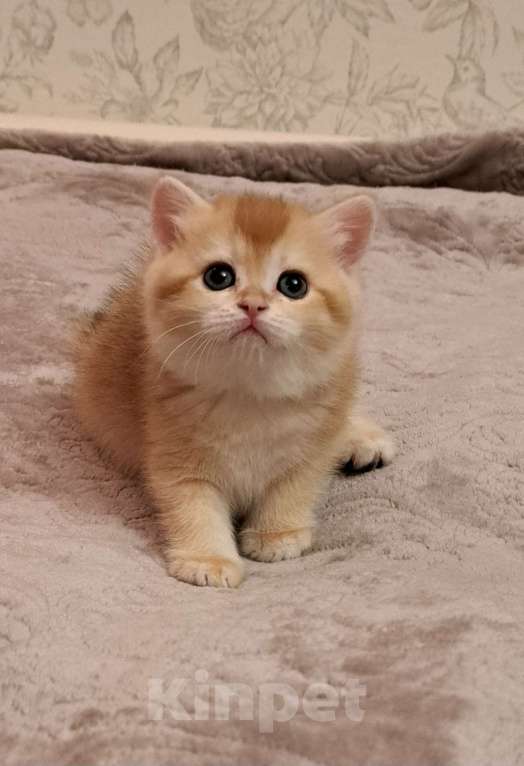 Кошки в Москве: Золотая шотландская девочка  Девочка, 40 000 руб. - фото 1