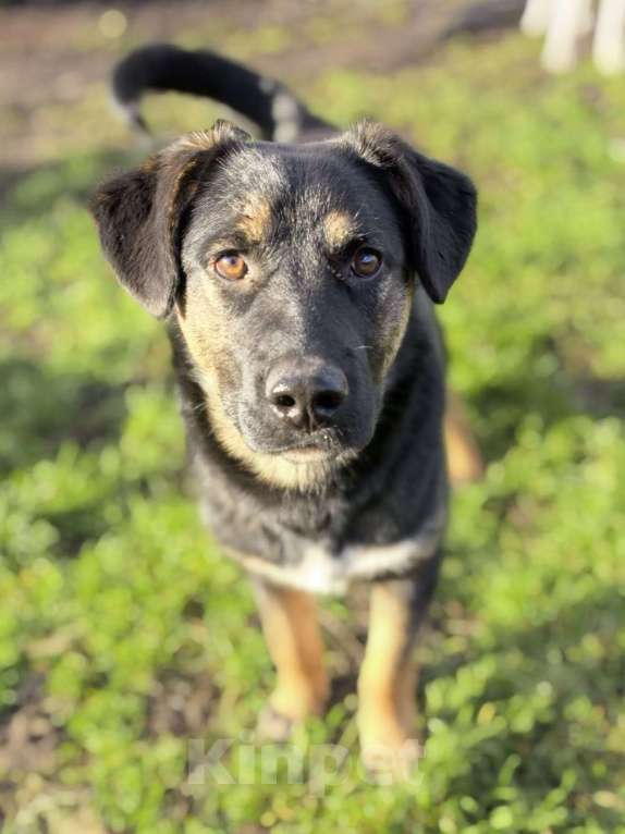 Собаки в Лосином-Петровском: Батлер якутенок Мальчик, Бесплатно - фото 1
