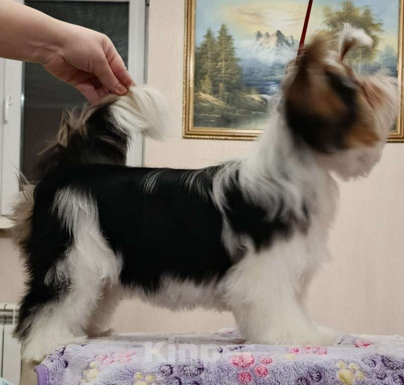 Собаки в других городах Свердловской области: Бивер терьер девочка Девочка, 90 000 руб. - фото 2