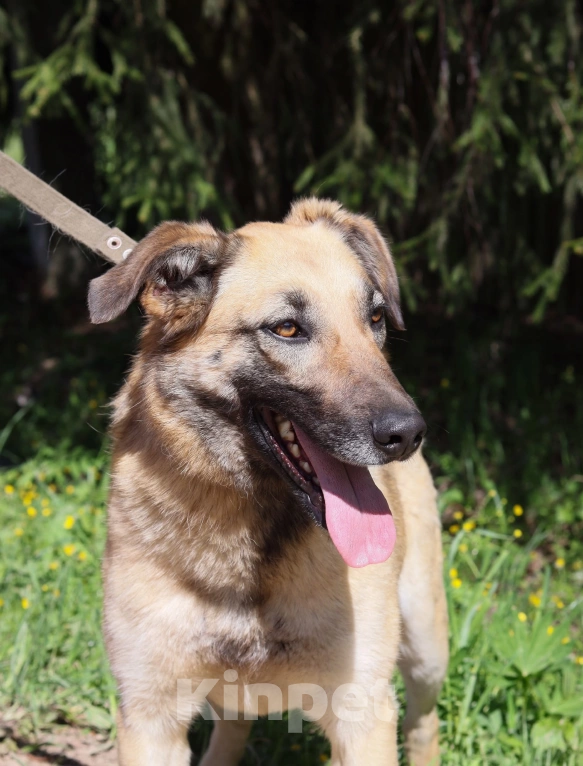 Собаки в Москве: Шейла в добрые руки  Девочка, Бесплатно - фото 4