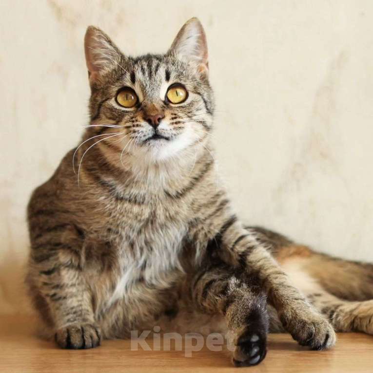 Кошки в Москве: Кошечка с без преувеличений ИДЕАЛЬНЫМ характером  Девочка, Бесплатно - фото 4