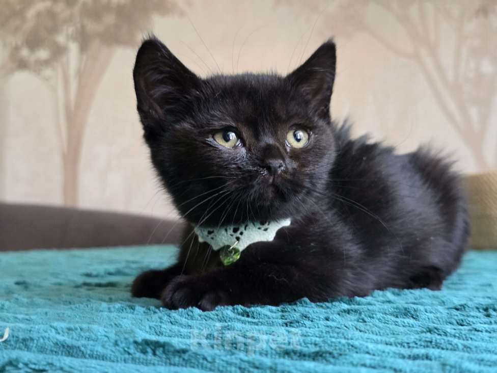 Кошки в Хабаровске: Девон-рекс мальчик Мальчик, 5 000 руб. - фото 2