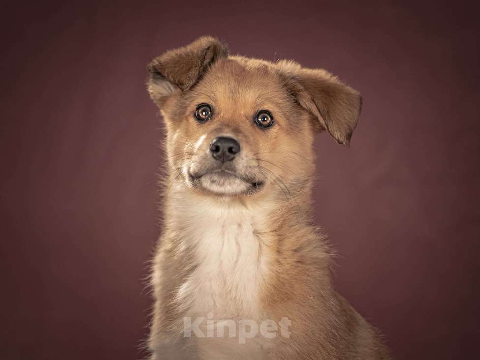 Собаки в Клине: Матео — очаровательный щенок с добрым нравом, который станет вашим лучшим другом Мальчик, Бесплатно - фото 6