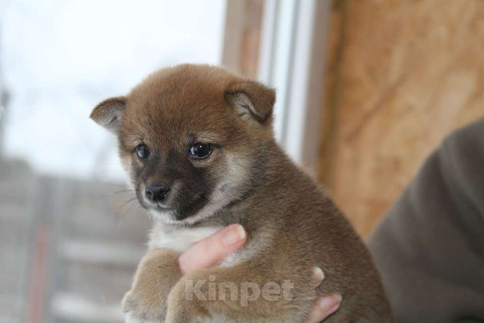 Собаки в Самаре: Сиба ину Девочка, 40 000 руб. - фото 3
