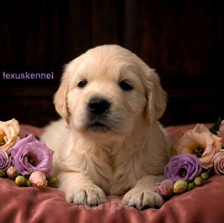 Собаки в Москве: Щенки золотистого ретривера Девочка, 100 000 руб. - фото 2