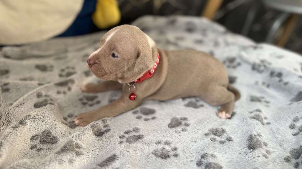 Собаки в Санкт-Петербурге: Малышка маленькая Девочка, 40 000 руб. - фото 2