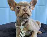 Собаки в Новочебоксарске: Французский бульдог Мальчик, 120 000 руб. - фото 1