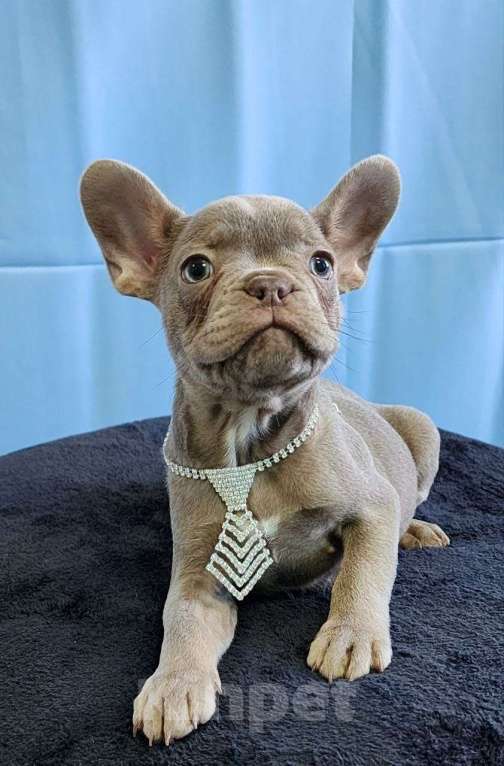 Собаки в Новочебоксарске: Французский бульдог Мальчик, 120 000 руб. - фото 1