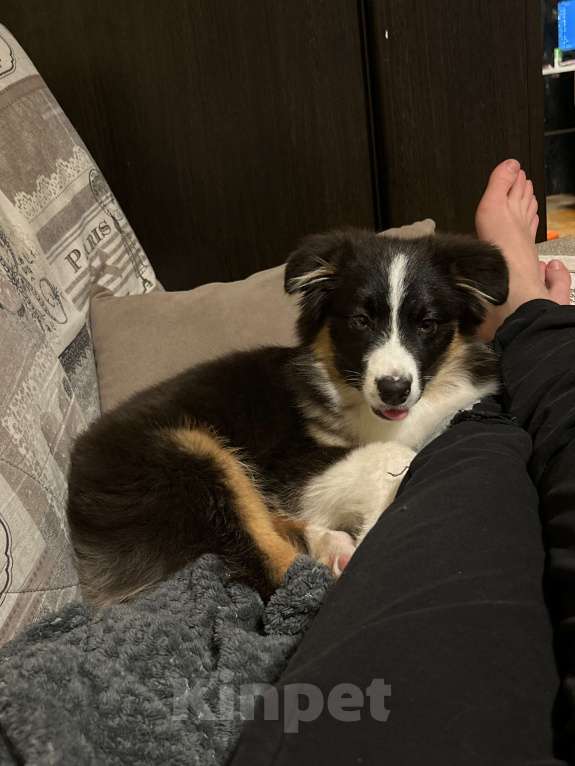 Собаки в Москве: Отдам в добрые руки Мальчик, Бесплатно - фото 3