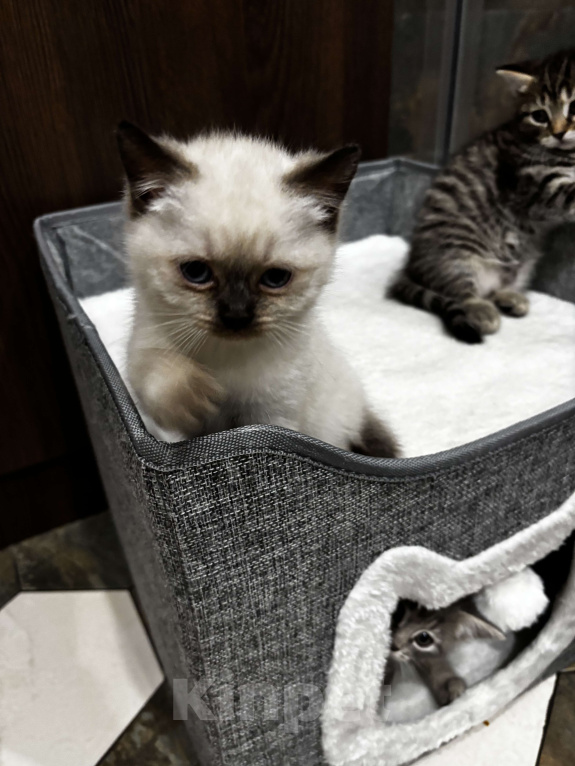 Кошки в Москве: Котёнок Гав  Девочка, Бесплатно - фото 1