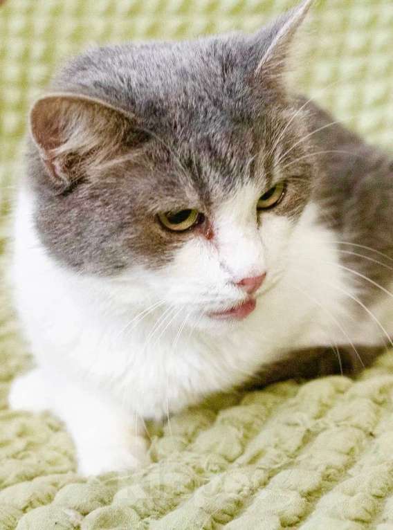 Кошки в Москве: Некрасивая кошка ищет дом и семью. В добрые руки Девочка, Бесплатно - фото 7