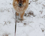 Собаки в Бердске: Вязка, 1 руб. - фото 3