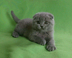 Кошки в Сертолово: котятки, 2 000 руб. - фото 1