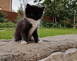 Кошки в Москве: Симпатичные котята Девочка, 99 руб. - фото 3