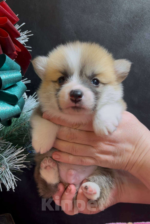 Собаки в других городах Московской области: Вельш корги пемброк чудесный мальчик  Мальчик, 60 000 руб. - фото 1