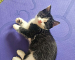 Кошки в Москве: Котенок-ласкун Мальчик, Бесплатно - фото 4