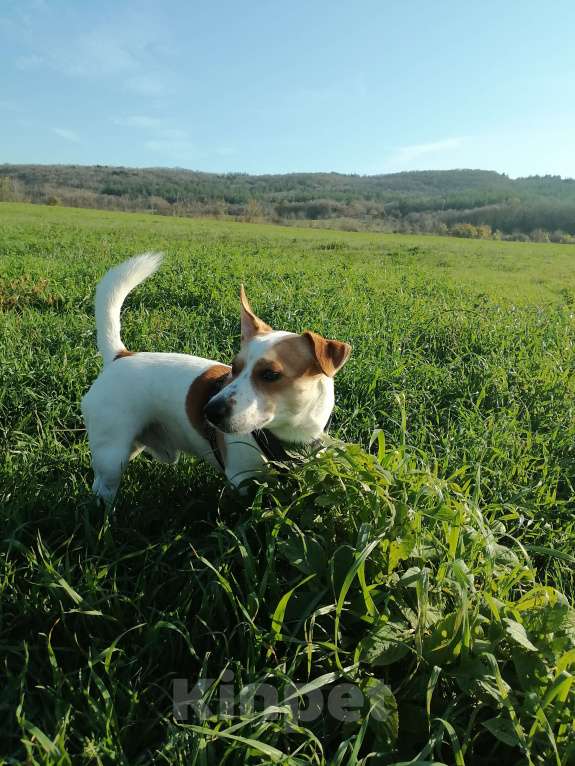 Собаки в Геленджике: Вязка, случка  Мальчик, 5 000 руб. - фото 2