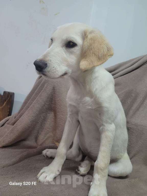 Собаки в Москве: Милейшая девочка хочет домой Девочка, Бесплатно - фото 8