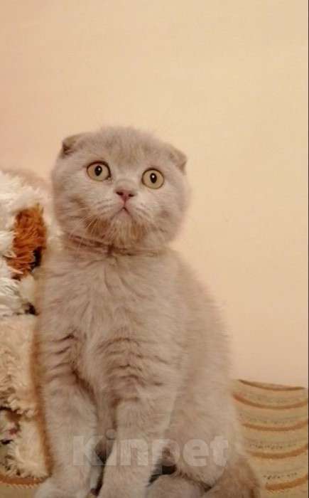 Кошки в Брянске: Котёнок , 1 000 руб. - фото 1